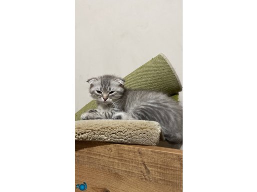 Çok tatlı uyusal Scottish fold kedimiz en uygun fiyat