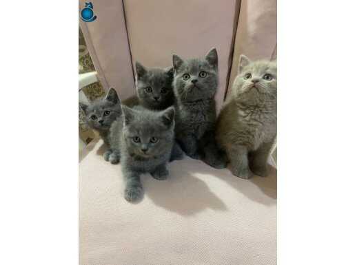 British Shorthair 2 aylık kız/ erkek yavru (7 adet)