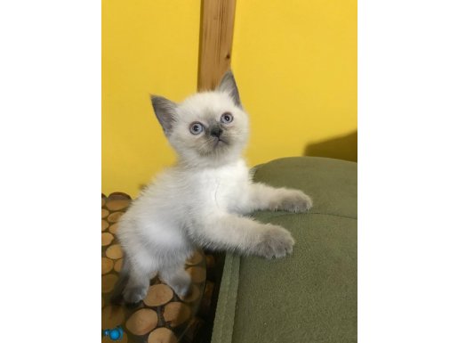 British shorthair blue point yavrularımız