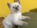 British shorthair blue point yavrularımız