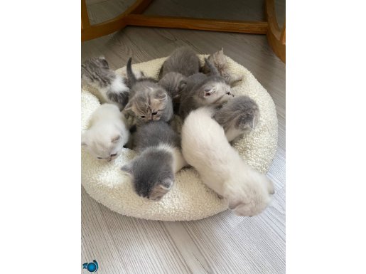 Scottish Fold ve british bebekler