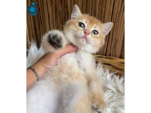  Golden British Shorthair Son kalan dişi