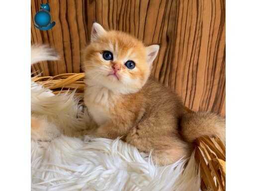 British Shorthair Golden Yavrular