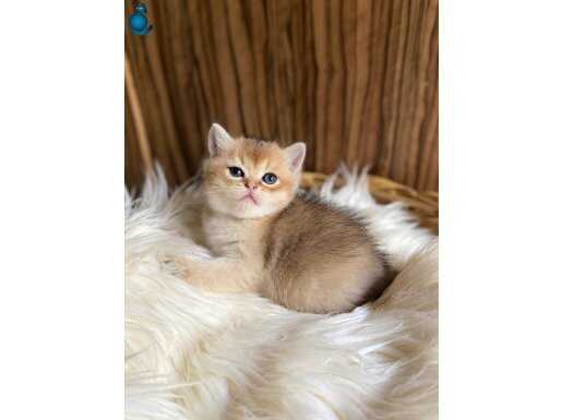 British Shorthair Golden Erkek