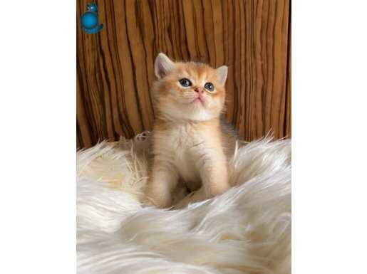 Orjinal British Shorthair Golden