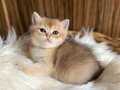 British Shorthair Golden Erkek