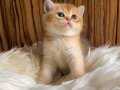 Orjinal British Shorthair Golden