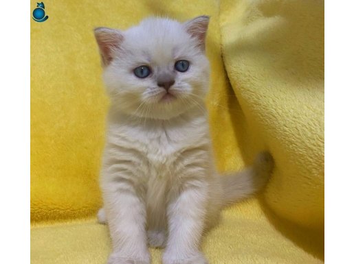 Kaliteli british shorthair, scottish fold ve taby yavrular 