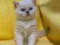 Kaliteli british shorthair, scottish fold ve taby yavrular 