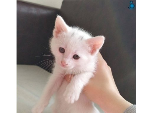 27 mart doğumlu erkek beyaz kedi ( ücretsiz sahiplendirme)