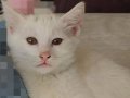 3 aylık beyaz yavru kedi 