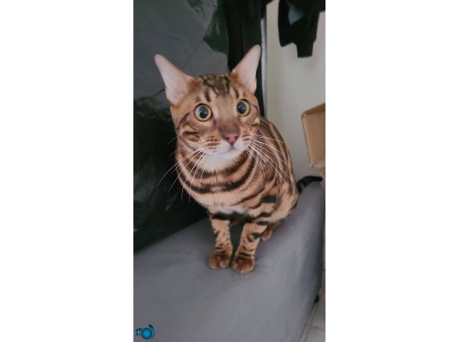 1.5 yaşındaki bengal kedi