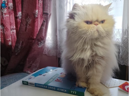 5 yaşında safkan persian iran kedisi