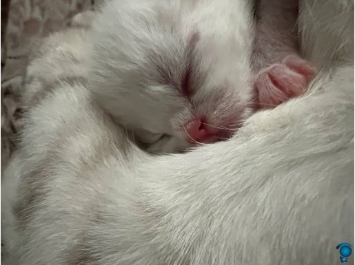 Kedim yeni doğum yaptı bebeklerini günü gelince sahiplendire