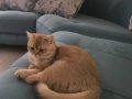 8 aylık golden british shorthair dişi