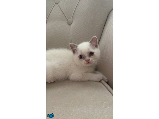 minik beyaz kedi 