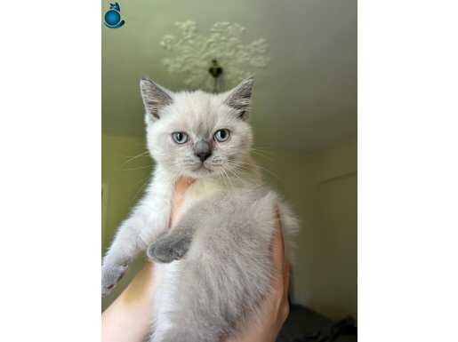 British shorthair yavrular