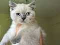 British shorthair yavrular