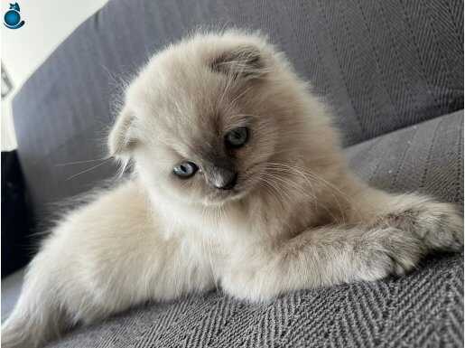 Safkan Scottish Fold Bluepoint 2 aylık Erkek 