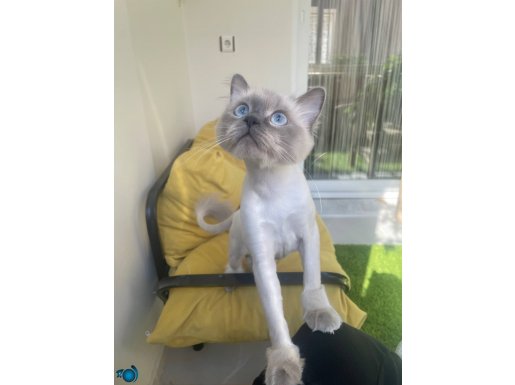 8 aylık oyuncu ragdoll