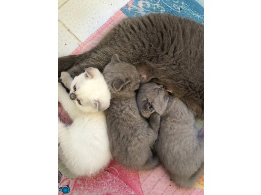 Göz Alıcı Scottish Fold Yavrular