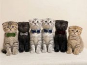 Satılık Yavru Kedi Fiyatları | KEDiPET.COM