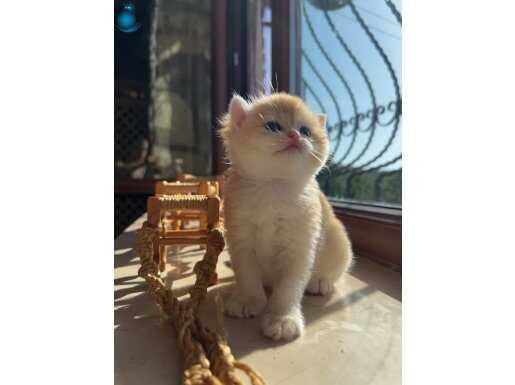 Saf Kan Golden British Shorthair Ny12 (teslime hazır)