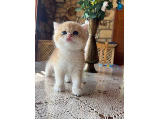 Saf Kan Wcf Kayıtlı Golden British Shorthair Yavrular