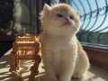 Saf Kan Golden British Shorthair Ny12 (teslime hazır)