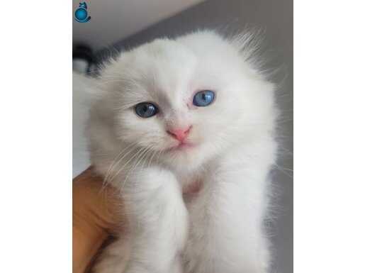 Bembeyaz scottish fold yavru 