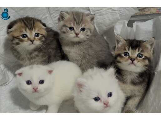 Scottish fold ve Scottish straight yavrular 