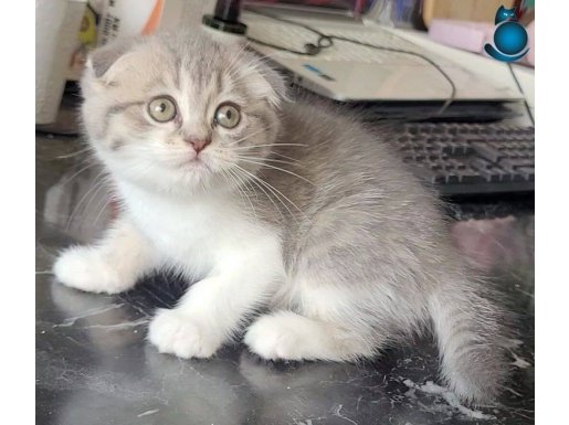 2 scottish fold dişi yavru 