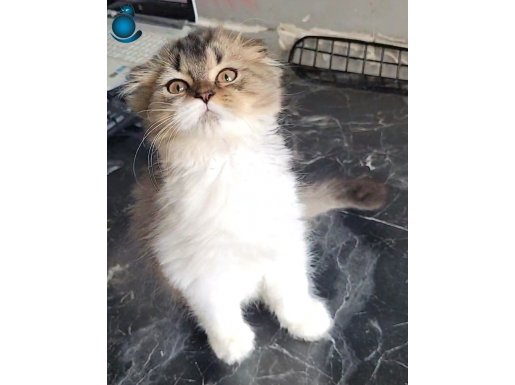 Scottish fold bi color long hair yavru dişi 