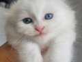 Bembeyaz scottish fold yavru 