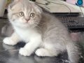 2 scottish fold dişi yavru 