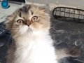 Scottish fold bi color long hair yavru dişi 