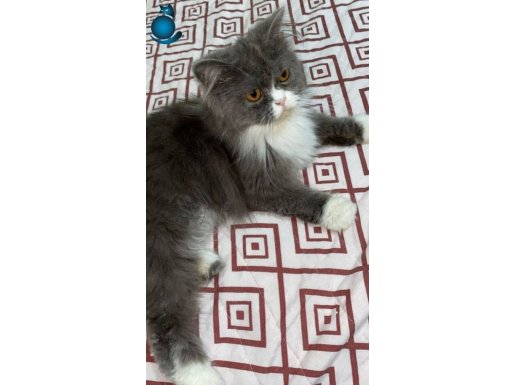 Alışkanlıkları vardır ve çok cana yakın bir kedi