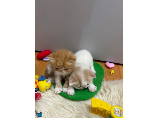 Satılık exotic shorthair yavruları