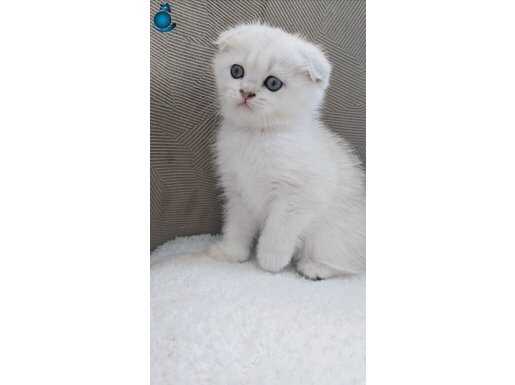 Wcf kayıtlı ful scr li babadan scottish fold dişi yavru