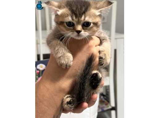 Wcf kayıtlı üretim scr li babadan british shorthair yavrular