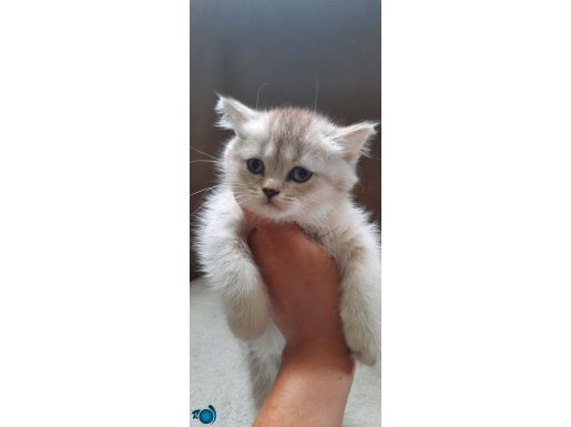 Scr lli babadan british shorthair erkek yavrular 