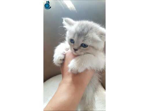 Teslime hazır british shorthair 