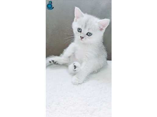 Wcf kayıtlı babadanns 11 british shorthair yavrular 