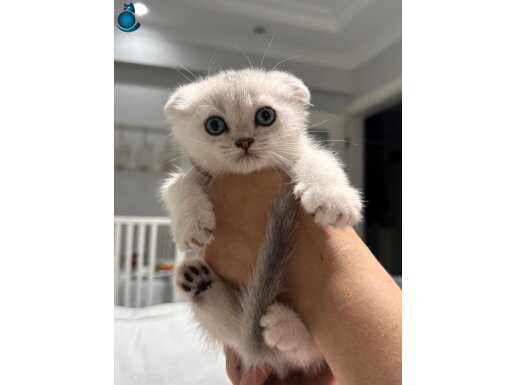 Scr li babadan scottish fold yavrular teslime hazır 