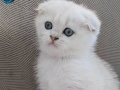 Wcf kayıtlı ful scr li babadan scottish fold dişi yavru