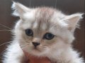 Scr lli babadan british shorthair erkek yavrular 