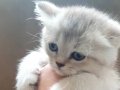 Teslime hazır british shorthair 