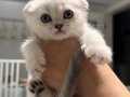 Scr li babadan scottish fold yavrular teslime hazır 