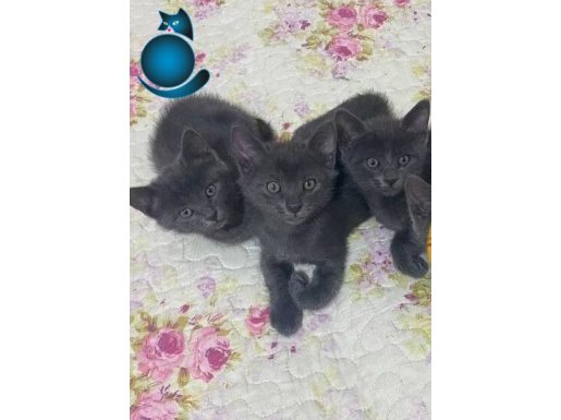 2aylık/3 yavru(2 dişi 1 erkek)/anne baba russian blue 