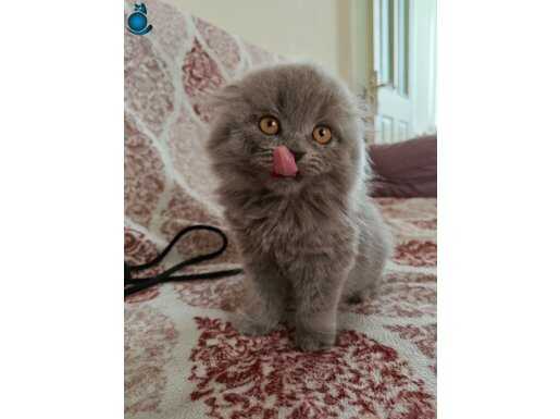 scottish fold